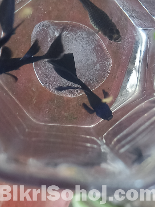 Black Moscow Guppy